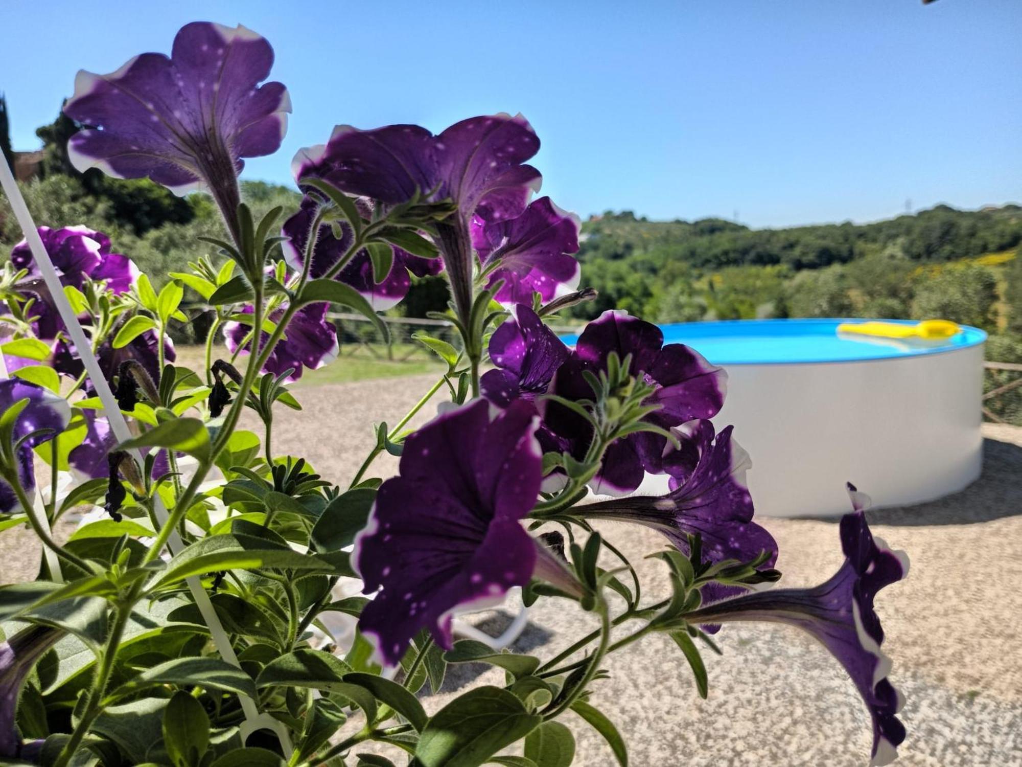 Villa Degli Olivi Nature 시에나 외부 사진